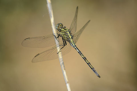 Orthetrum trinacria Orthetrum trinacria, immature male Long Skimmer,Orthetrum trinacria