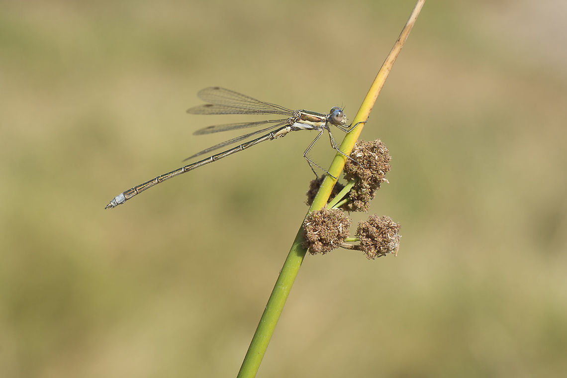 Lestes virens Lestes virens, adult male. Lestes virens,Small Emerald Damselfly