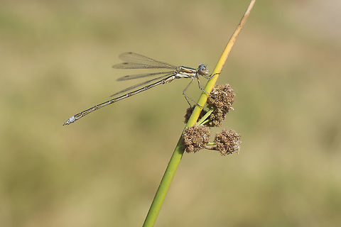 Lestes virens Lestes virens, adult male. Lestes virens,Small Emerald Damselfly