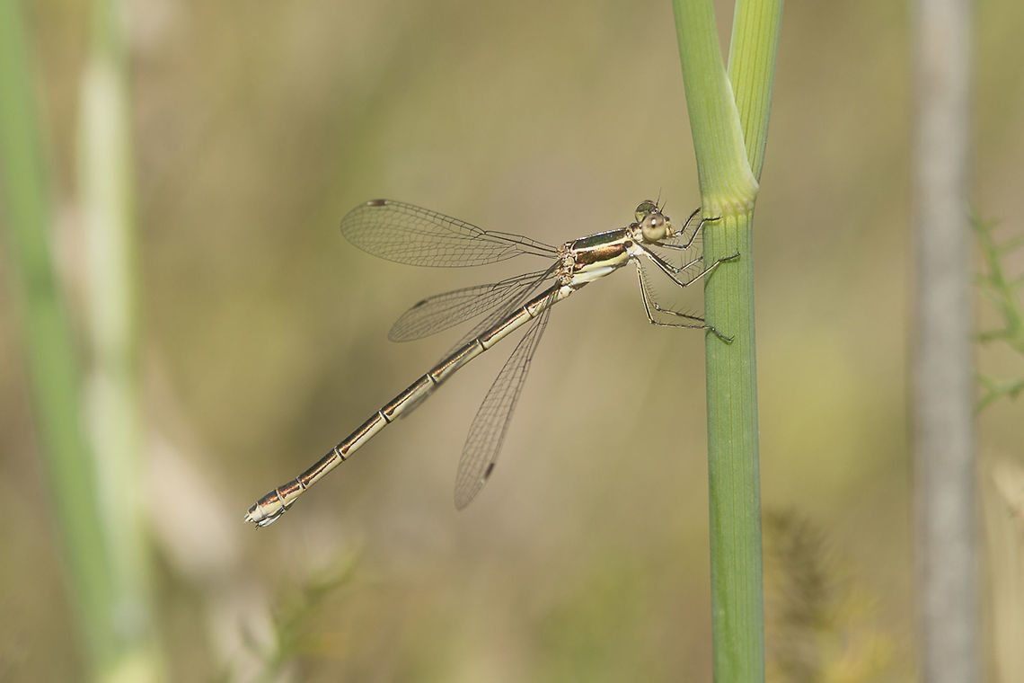 Lestes virens Lestes virens, adult female Lestes virens,Small Emerald Damselfly
