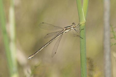 Lestes virens Lestes virens, adult female Lestes virens,Small Emerald Damselfly