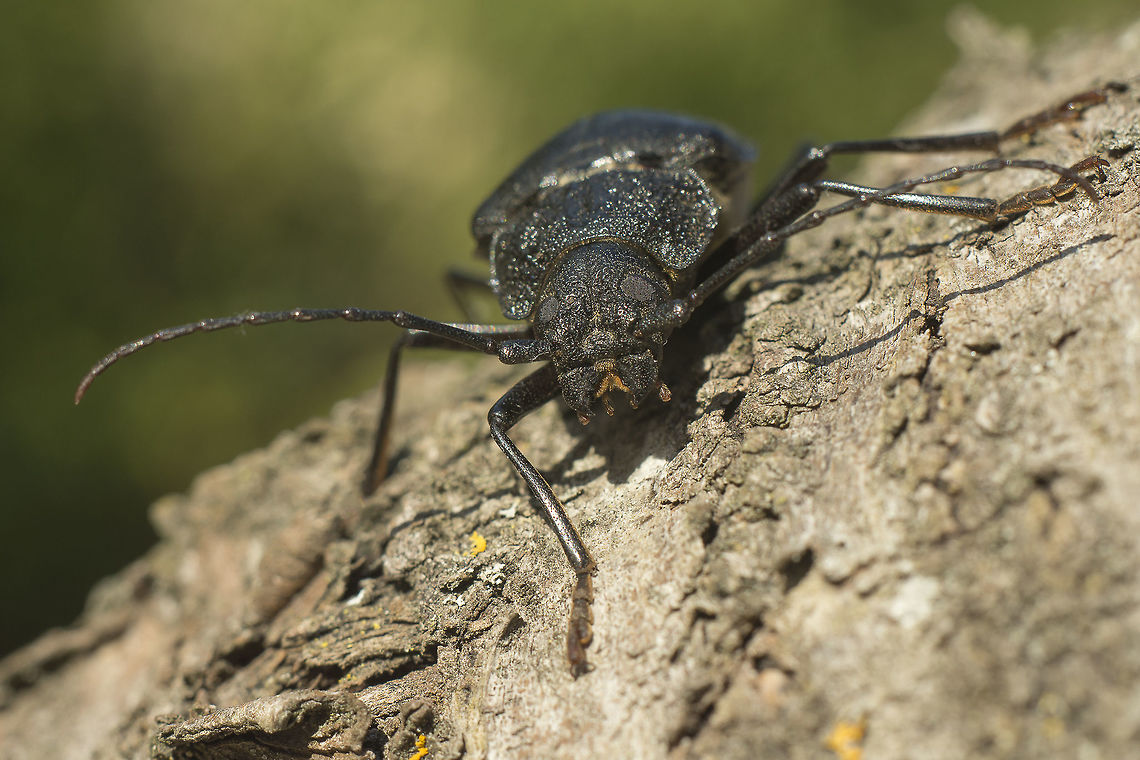 Ergates faber Ergates faber Ergates faber