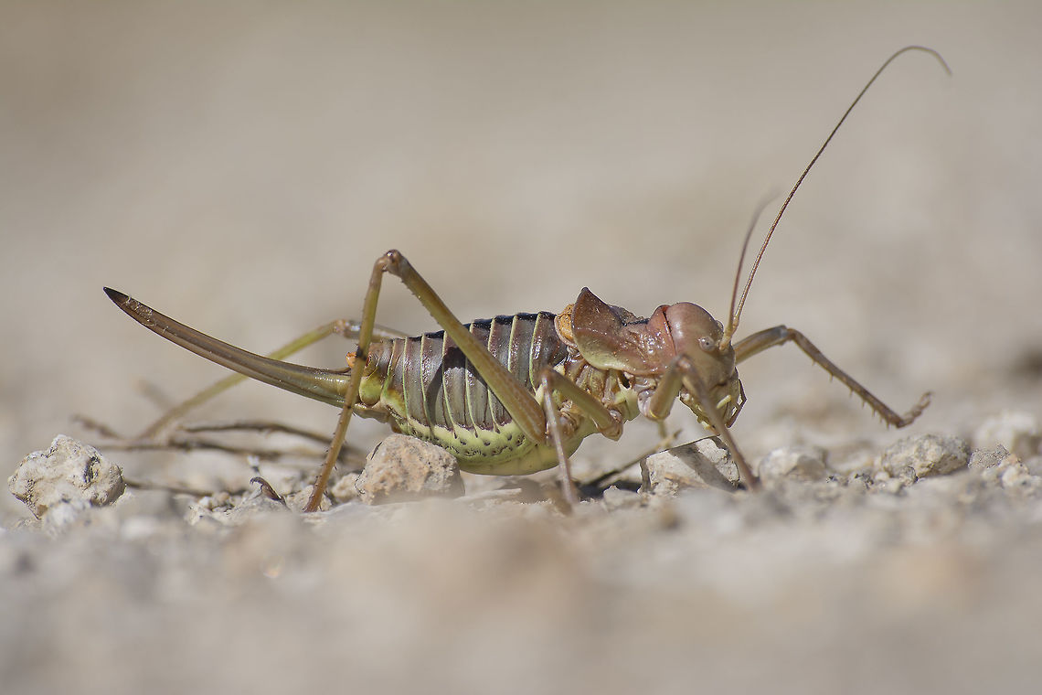 Neocallicrania sp. Neocallicrania ao. <br />
adult female Mieg's Saddle Bush-cricket