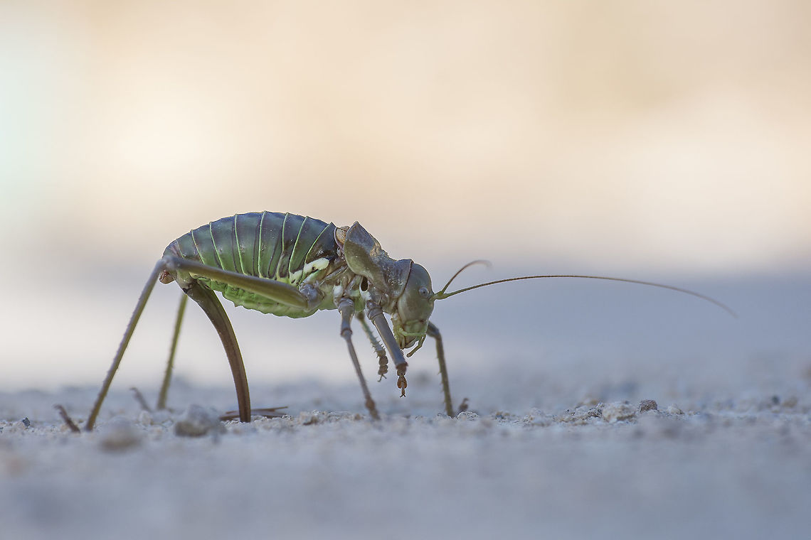 Neocallicrania sp. Neocallicrania sp. <br />
oviposture. Neocallicrania
