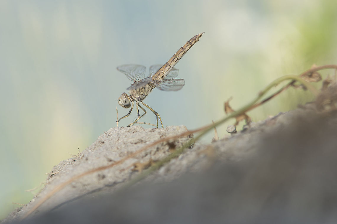 Brachythemis impartita Brachythemis impartita, adult female. Brachythemis impartita,Northern Banded Groundling