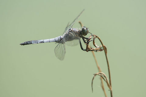 Orthetrum cancellatum Orthetrum cancellatum Black-tailed skimmer,Orthetrum cancellatum