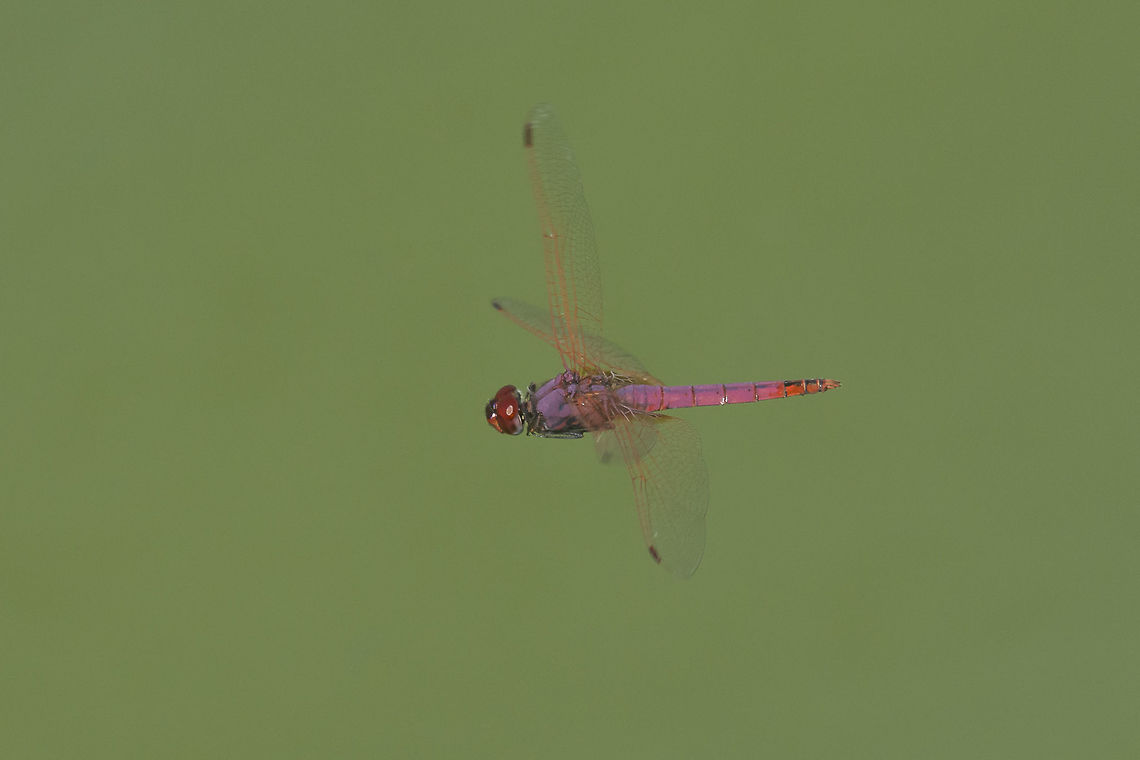 Trithemis annulata Trithemis annulata, adult male in patrol flight Trithemis annulata,Violet dropwing