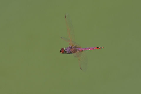 Trithemis annulata Trithemis annulata, adult male in patrol flight Trithemis annulata,Violet dropwing