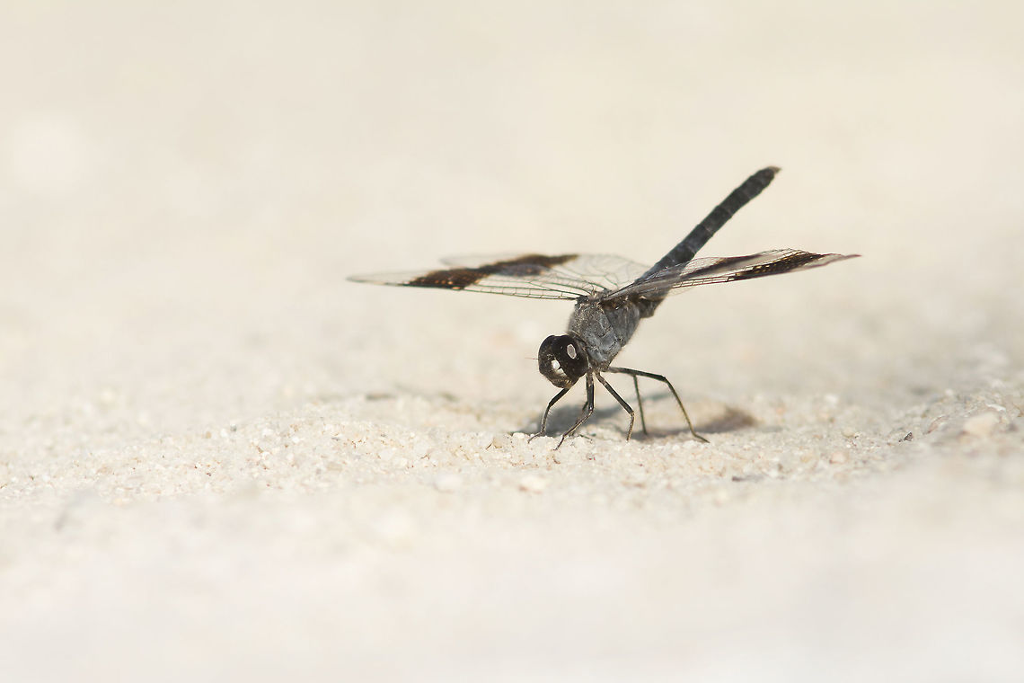 The hottest white Brachythemis impartita, adult male over hot sands. A small group of three male individuals where landing and flying quite restlessly above the hot sands. I've spent a couple of minutes trying to capture one in flight, with no luck whatsoever... Every time I gazed one in focus it was only when they land arriving from a short mid flight, onto the hottest sands. Brachythemis impartita,Northern Banded Groundling