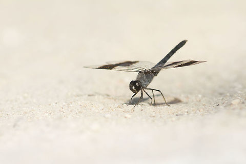The hottest white Brachythemis impartita, adult male over hot sands. A small group of three male individuals where landing and flying quite restlessly above the hot sands. I've spent a couple of minutes trying to capture one in flight, with no luck whatsoever... Every time I gazed one in focus it was only when they land arriving from a short mid flight, onto the hottest sands. Brachythemis impartita,Northern Banded Groundling