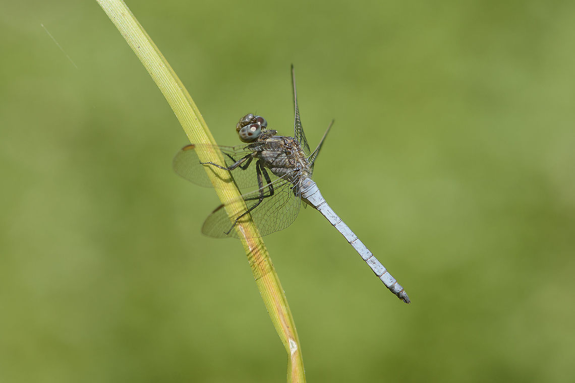 Orthetrum coerulescens Orthetrum coerulescens, adult male. Keeled Skimmer,Orthetrum coerulescens