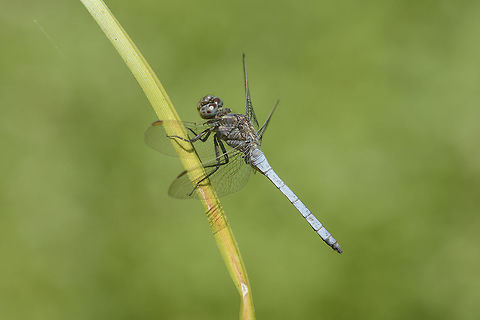 Keeled Skimmer