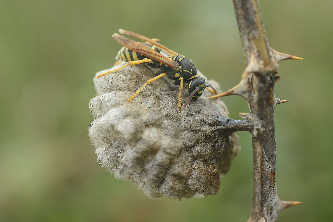 Polistes nimpha Polistes nimpha, female.<br />
<br />
<a href="http://www.naturamediterraneo.com/Public/data9/Daniele" rel="nofollow">http://www.naturamediterraneo.com/Public/data9/Daniele</a> Ritella/2015424211656_129384.jpg<br />
 Polistes nimpha