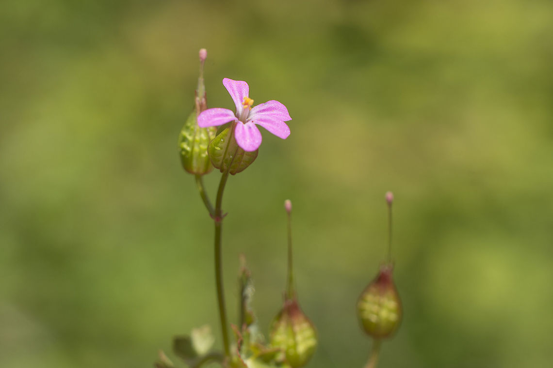 Geranium lucidum Geranium lucidum Geranium lucidum,Shining cranesbill