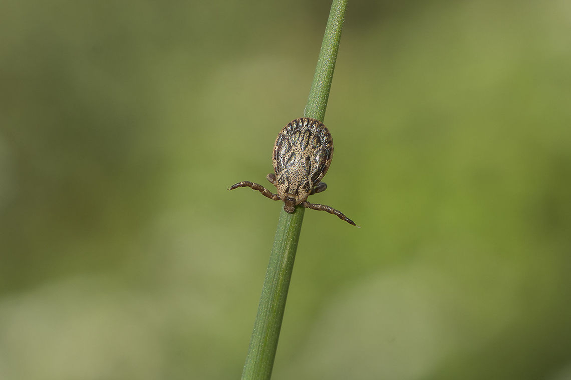 Dermacentor reticulatus Dermacentor reticulatus  Dermacentor reticulatus,Hard tick