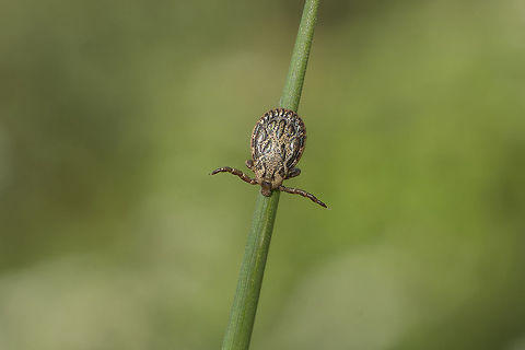 Dermacentor reticulatus Dermacentor reticulatus  Dermacentor reticulatus,Hard tick