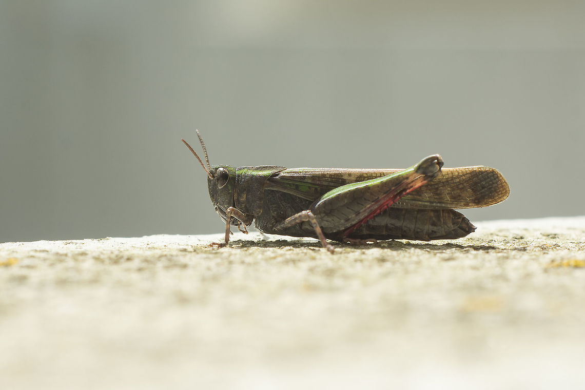 Aiolopus strepens Aiolopus strepens Aiolopus strepens