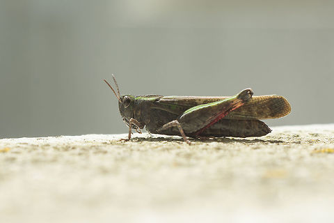 Aiolopus strepens Aiolopus strepens Aiolopus strepens