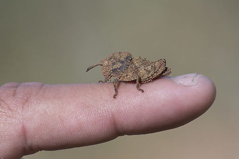 Ocnerodes fallaciosus Ocnerodes fallaciosus Ocnerodes fallaciosus