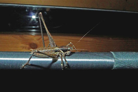 Antaxius spinibrachius