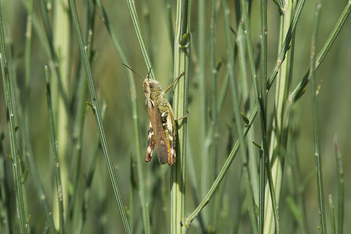 Chorthippus binotatus Chorthippus binotatus Chorthippus binotatus