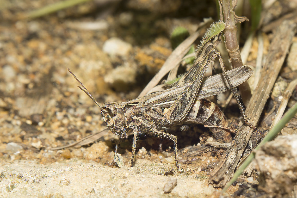 Chorthippus jacobsi Chorthippus jacobsi, oviposture. Chorthippus jacobsi