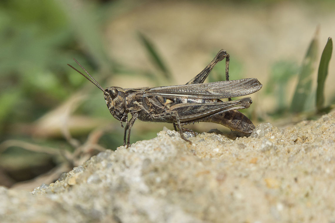 Chorthippus jacobsi Chorthippus jacobsi Chorthippus jacobsi