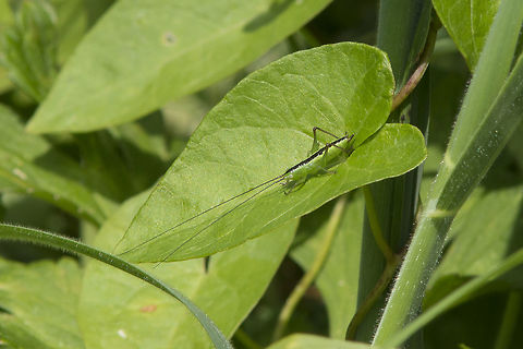Long-winged conehead