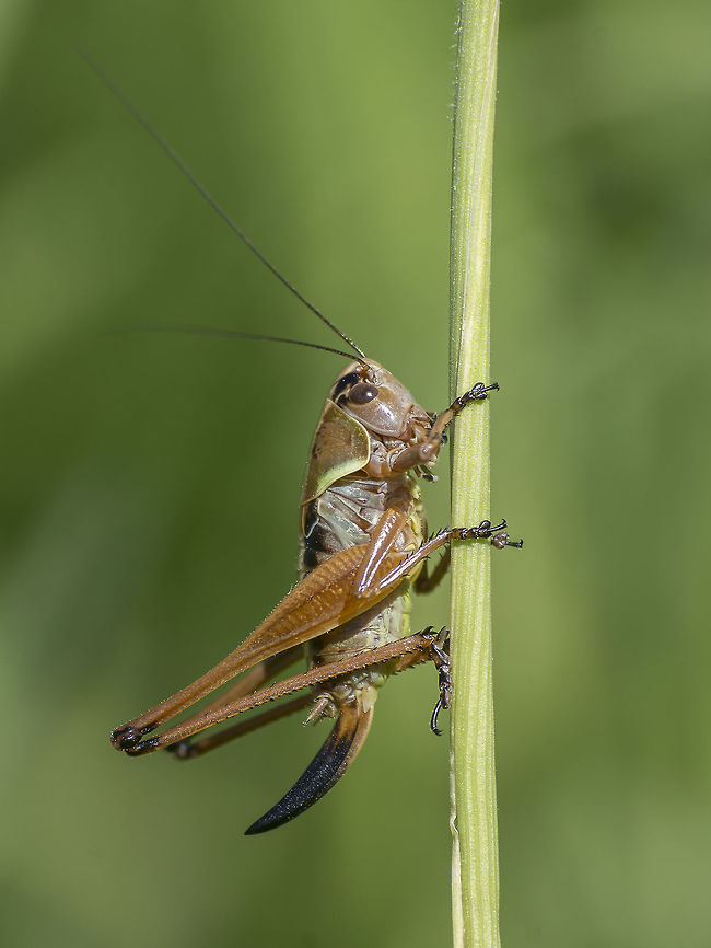 Decorana decorata Decorana decorata, female, nymph. Decorana decorata