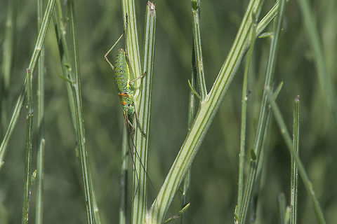Lluciapomaresius asturiensis Lluciapomaresius asturiensis Asturian Saddle Bush-cricket,Lluciapomaresius asturiensis