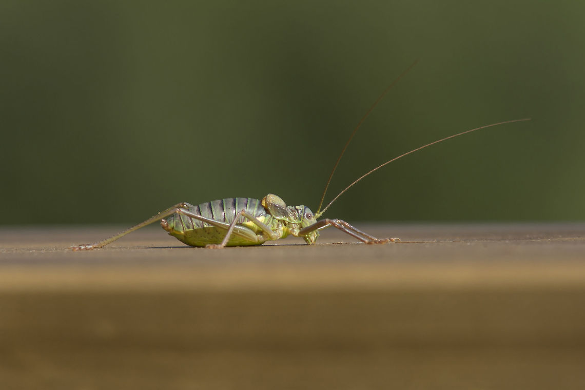 Lluciapomaresius asturiensis Lluciapomaresius asturiensis Asturian Saddle Bush-cricket,Lluciapomaresius asturiensis