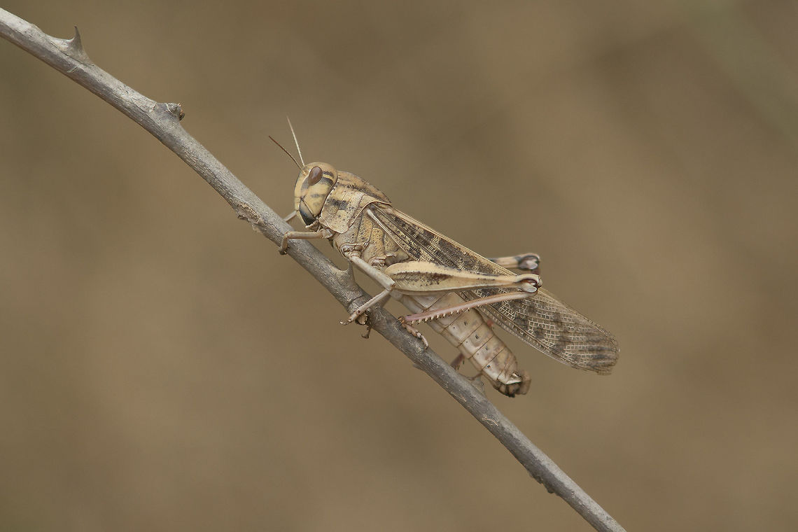 Locusta migratoria Locusta migratoria, female. Locusta migratoria,Migratory locust