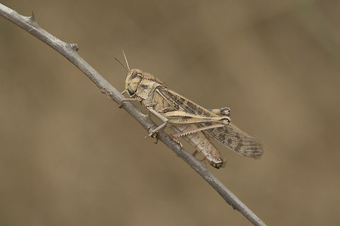 Locusta migratoria Locusta migratoria, female. Locusta migratoria,Migratory locust