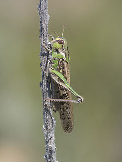 Locusta migratoria Locusta migratoria Locusta migratoria,Migratory locust
