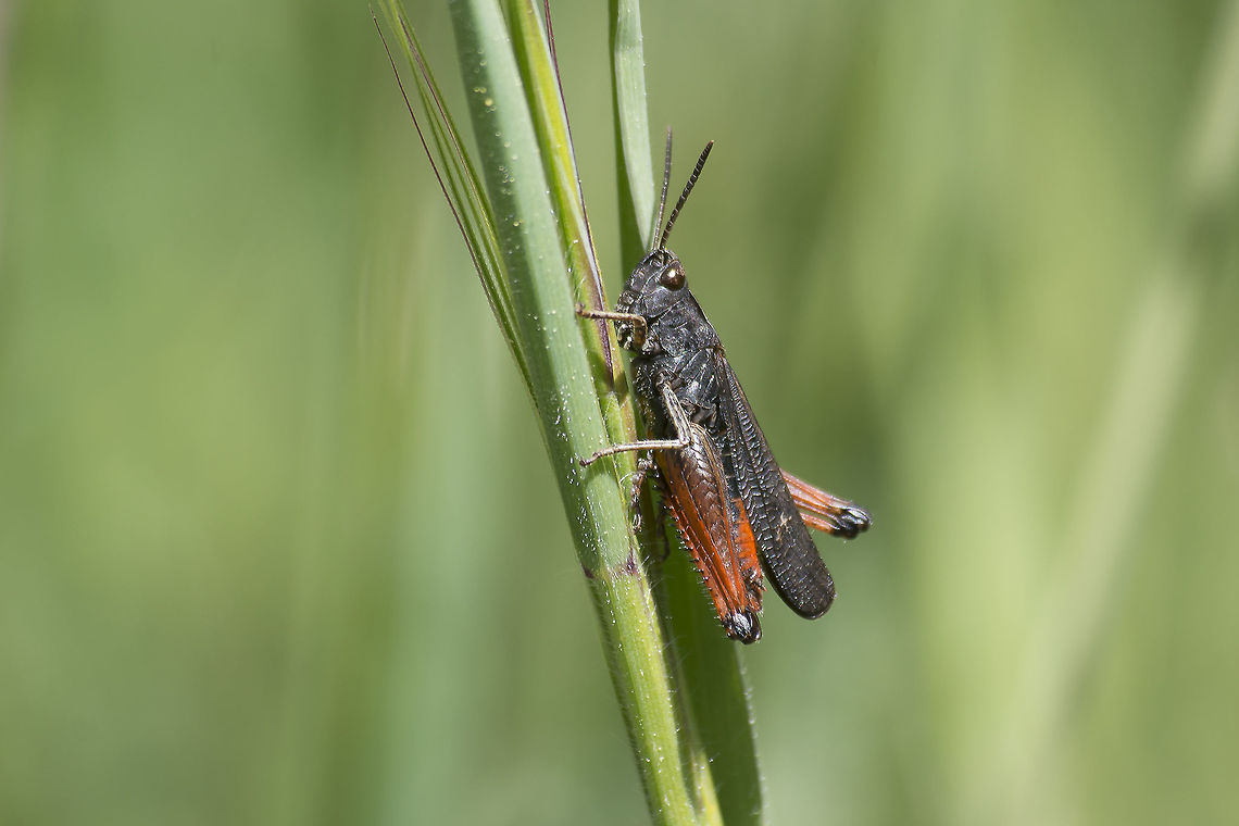 Omocestus rufipes Omocestus rufipes, male. Omocestus rufipes