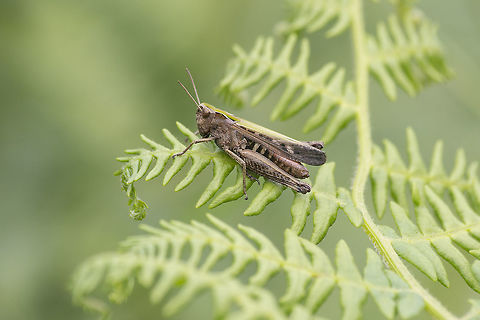 Omocestus rufipes Omocestus rufipes, female. Omocestus rufipes
