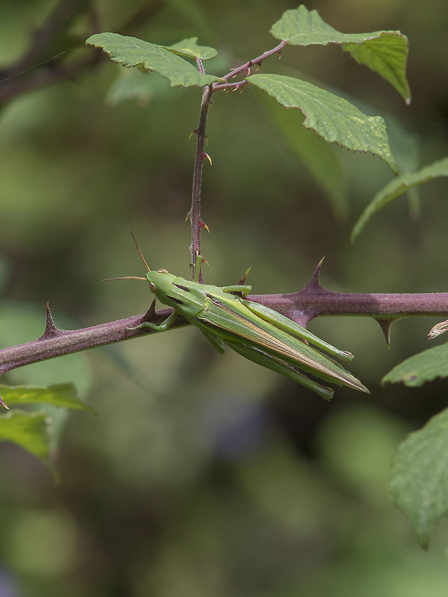 Paracinema tricolor Paracinema tricolor Paracinema tricolor