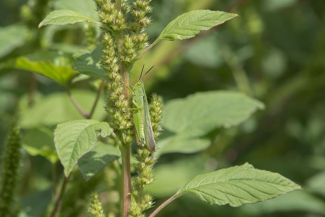 Paracinema tricolor Paracinema tricolor Paracinema tricolor