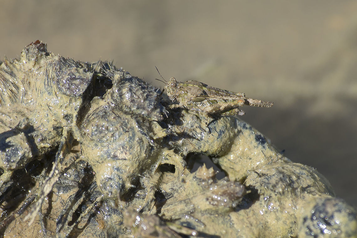 Paratettix meridionalis Paratettix meridionalis Paratettix meridionalis,Southern Tetrix