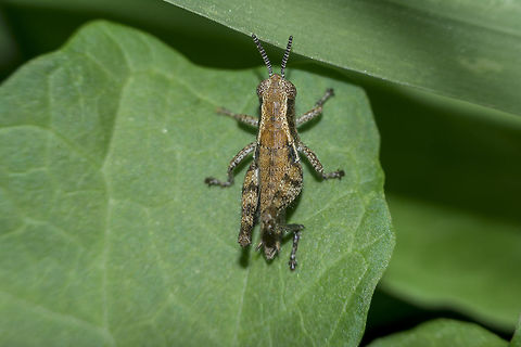 Pezotettix giornae Pezotettix giornae, nymph. Pezotettix giornae
