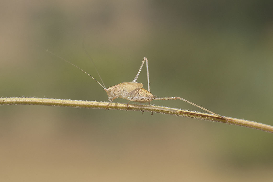Phaneroptera nana Phaneroptera nana, nymph. Phaneroptera nana