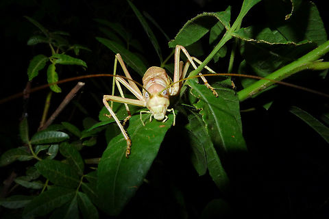 Steropleurus pseudolus Steropleurus pseudolus Steropleurus pseudolus