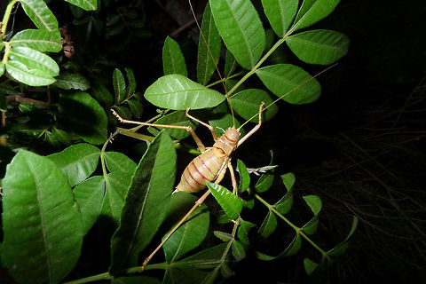 Steropleurus pseudolus