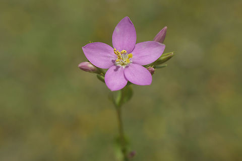 Centaurium portense Centaurium portense (Brot.) Buchner

https://www.jungledragon.com/image/43146/centaurium_portense.html

https://www.jungledragon.com/image/43145/centaurium_portense.html Centaurium portense