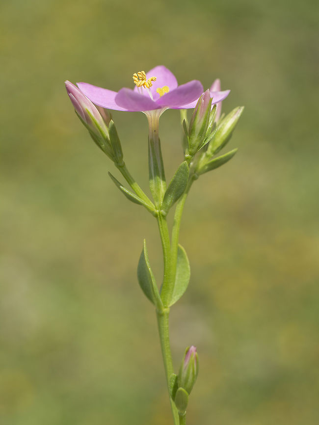 Centaurium portense Centaurium portense Centaurium portense