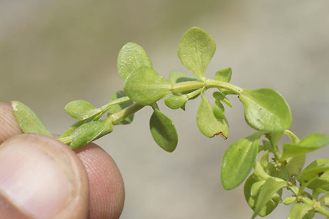 Centaurium portense Centaurium portense, basal leafs details. Centaurium portense