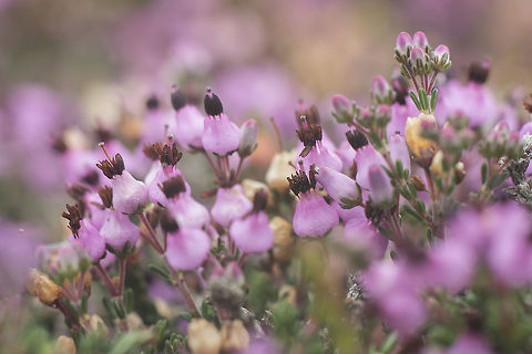 Erica umbellata Erica umbellata Erica umbellata