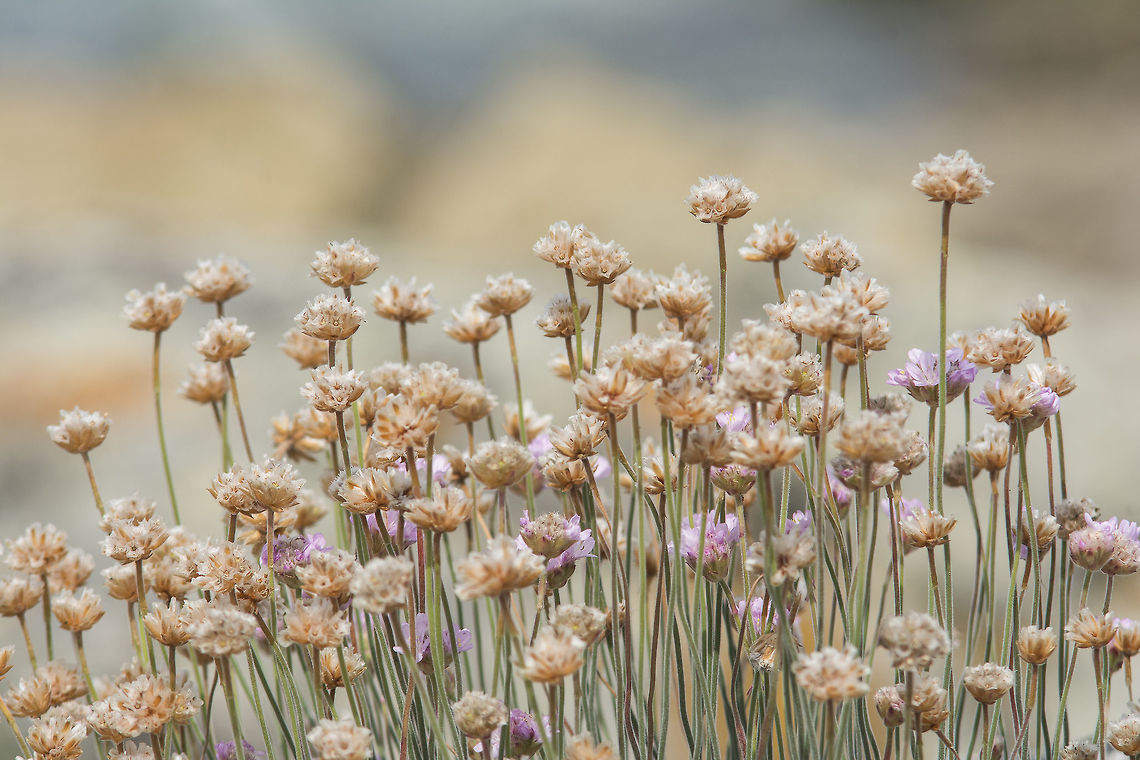 Armeria maritima Armeria maritima ssp. maritima Armeria maritima,Sea pink