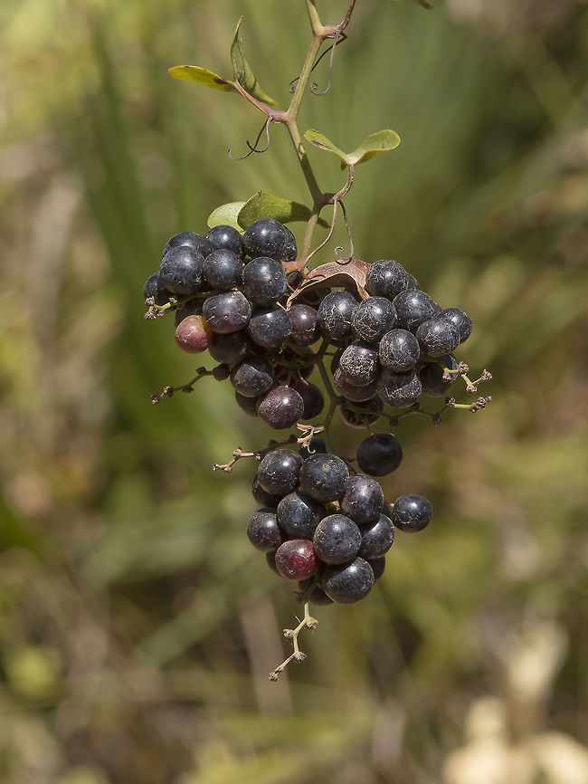 Smilax aspera Smilax aspera Smilax aspera