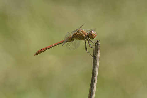 Sympetrum meridionale Sympetrum meridionale, adult male

adult female here:
https://www.jungledragon.com/image/67123/sympetrum_meridionale.html

Female in flight:
https://www.jungledragon.com/image/121922/sympetrum_meridionale.html Libellulidae,Southern Darter,Sympetrum meridionale,anisoptera,arthropoda,biodiversity,dragonfly,insecta,insects,odonata,summer